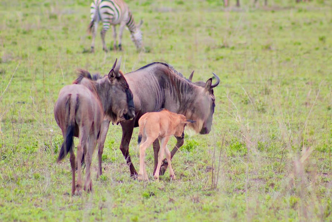 Snapinst.app_475834318_18047687618268985_1605731659724723516_n_1080