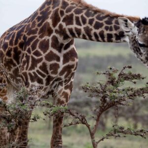 migration_venture_afric (12)