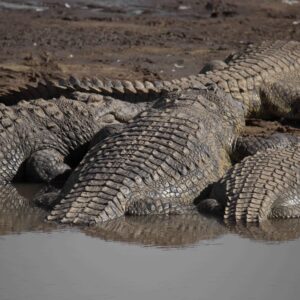 migration_venture_afric (123)