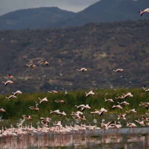 migration_venture_afric (132)