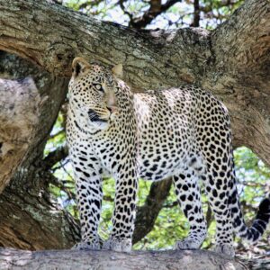 migration_venture_afric (134)