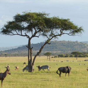 migration_venture_afric (151)