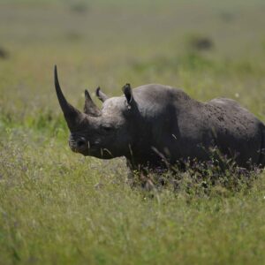 migration_venture_afric (156)