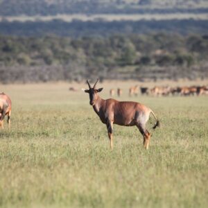 migration_venture_afric (161)