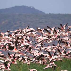 migration_venture_afric (173)