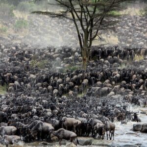 migration_venture_afric (177)