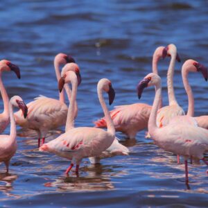 migration_venture_afric (197)