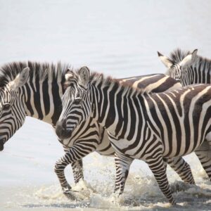 migration_venture_afric (21)