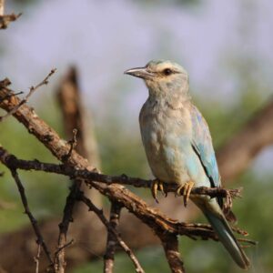 migration_venture_afric (213)