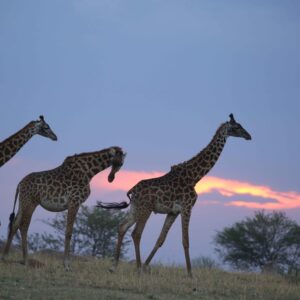 migration_venture_afric (33)