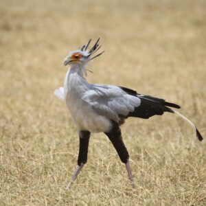 migration_venture_afric (41)