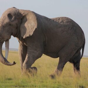 migration_venture_afric (44)