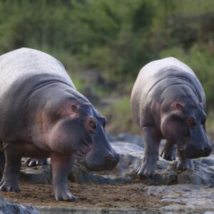 migration_venture_afric (55)