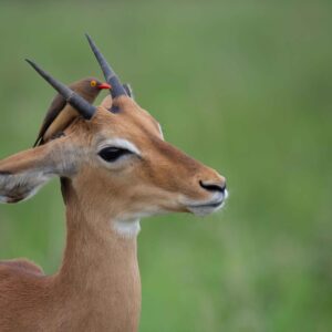 migration_venture_afric (6)