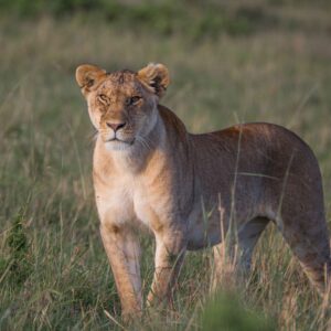 migration_venture_afric (68)