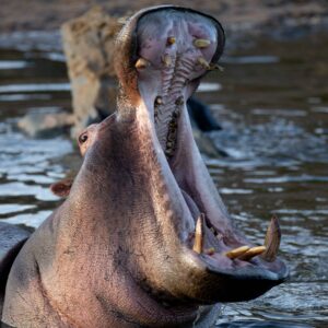 migration_venture_afric (7)