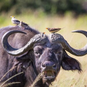 migration_venture_afric (99)